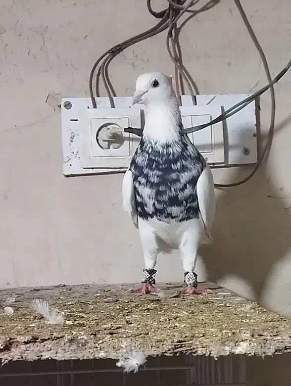 نر زرین امیدیه|پرنده|اهواز, سلطانمنش|دیوار