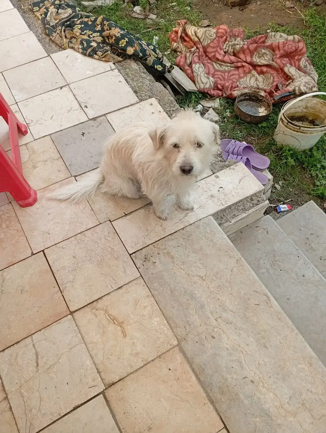 سگ سفید|سگ|آستانه اشرفیه, |دیوار