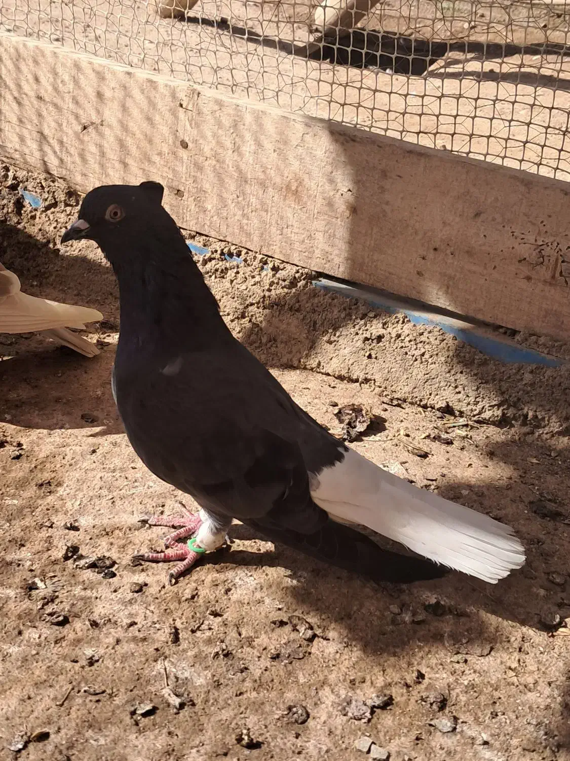 بشرط زد خوردی از همه لحاظ میزان|پرنده|قزوین, |دیوار