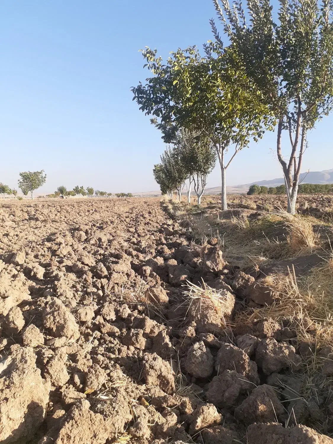 زمین کشاورزی با اب کافی|فروش زمین و ملک کلنگی|اشترینان, |دیوار