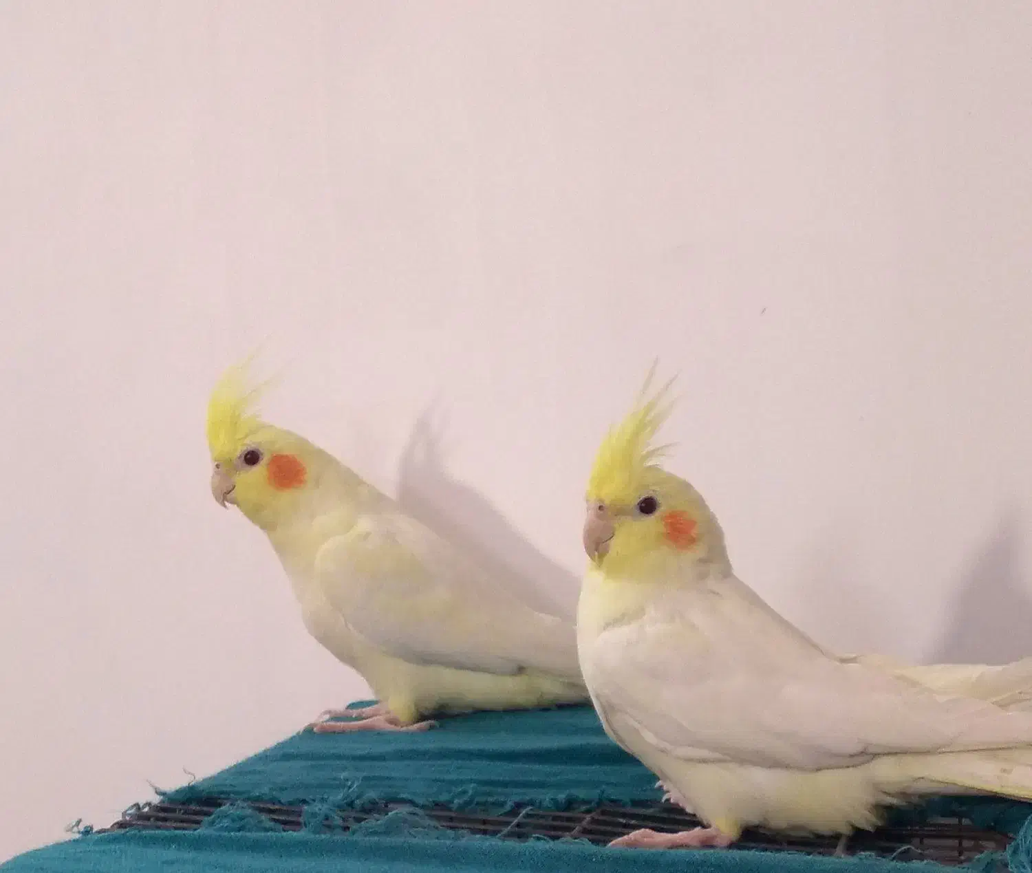 عروس هلندی لوتینو|پرنده|قم, شهرک امام حسین|دیوار