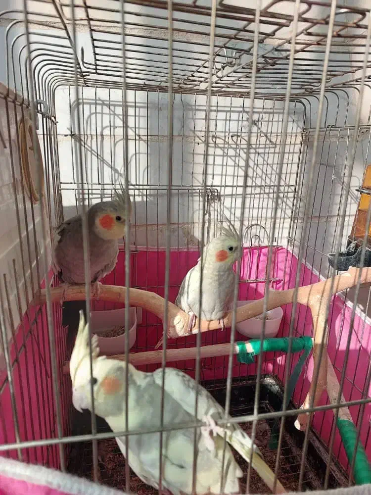 سه عدد عروس هلندی|پرنده|آبیک, |دیوار