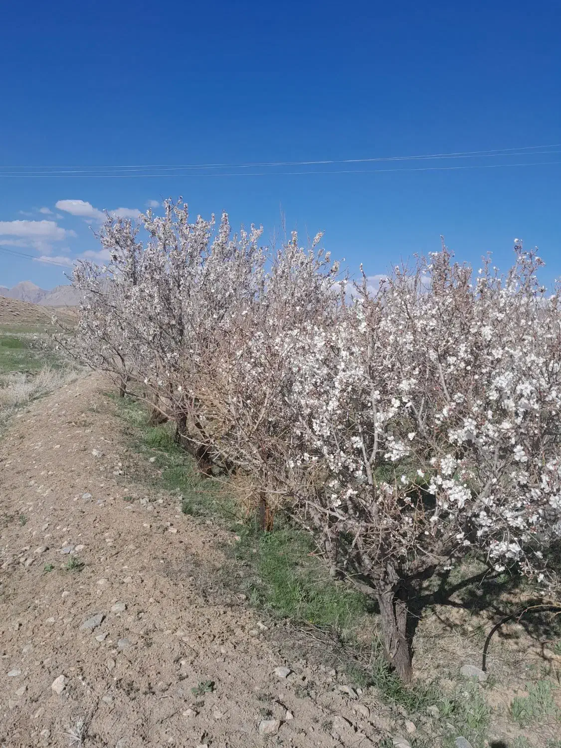 فروش زمین زراعی|فروش زمین و ملک کلنگی|داران, |دیوار
