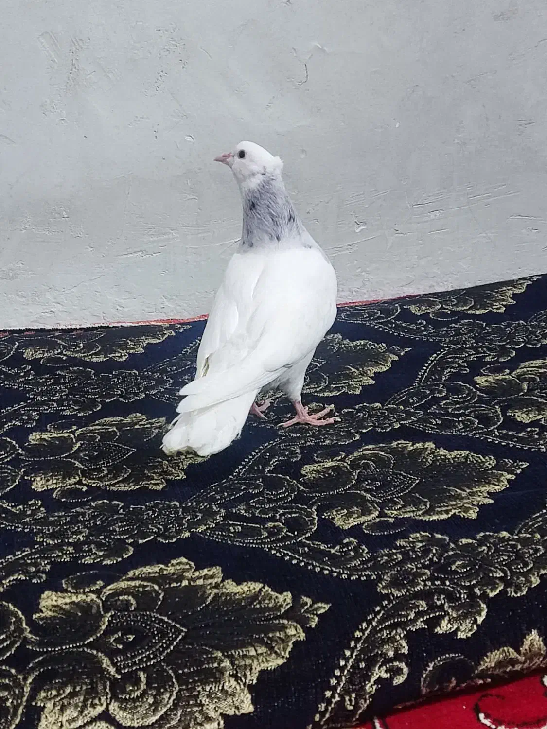 جوجه کبوتر طوقی|پرنده|فلاورجان, |دیوار