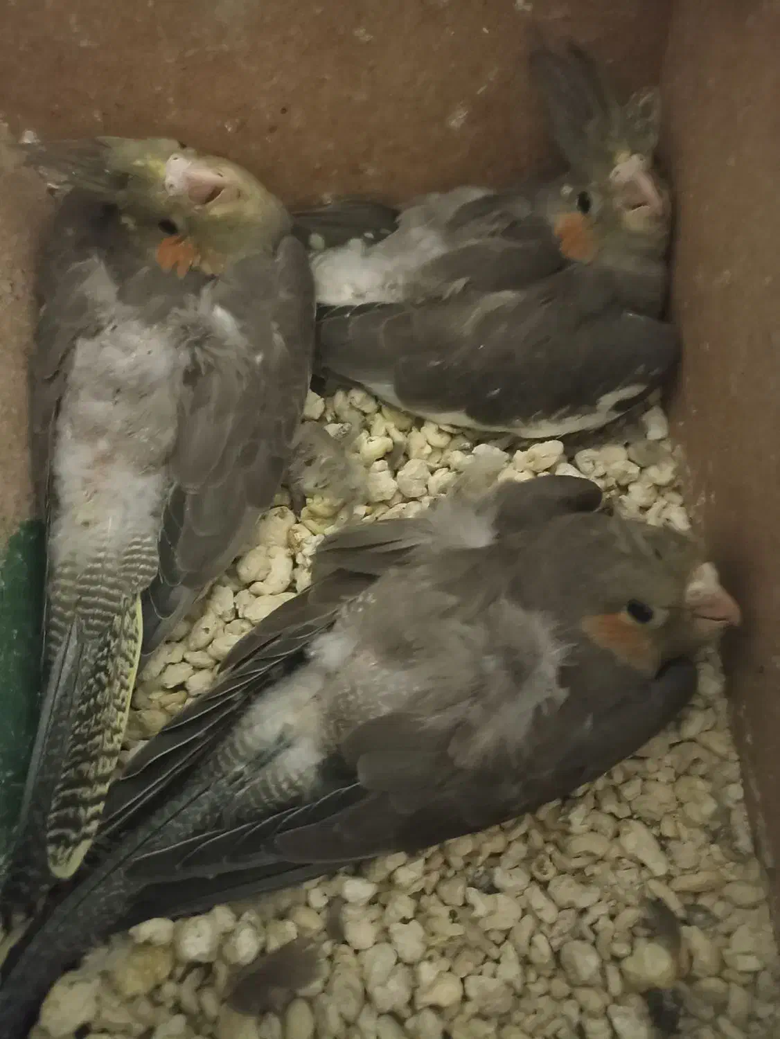 پرنده|پرنده|اهواز, بیست متری شهرداری|دیوار