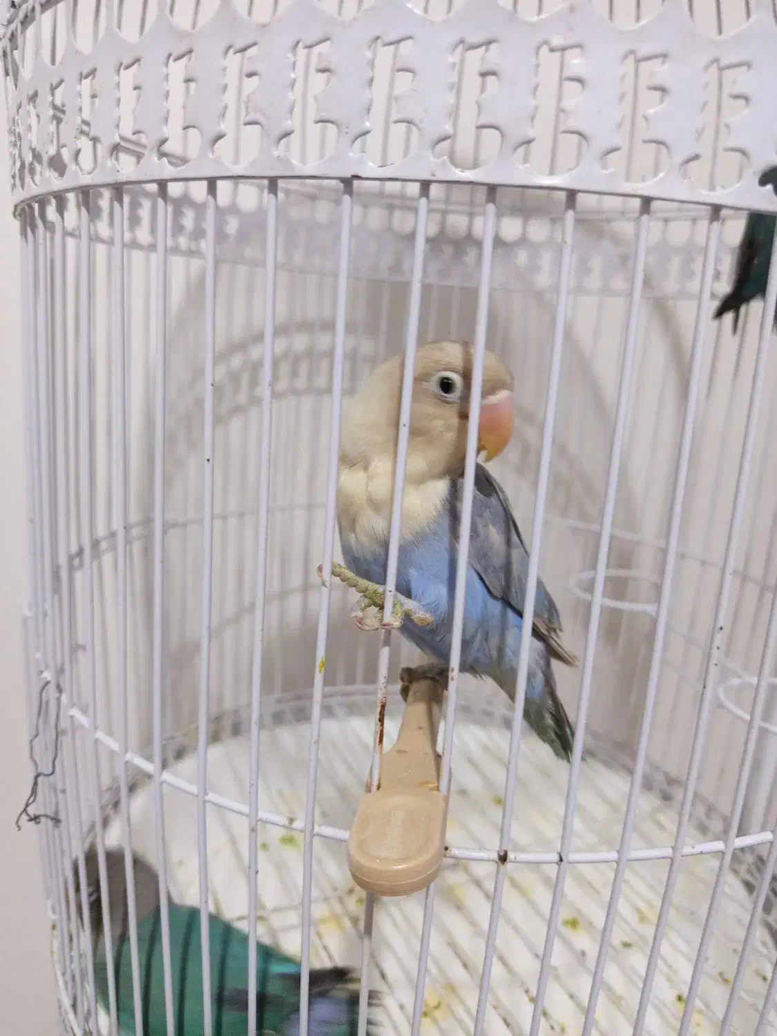 طوطی برزیلی|پرنده|ملارد, |دیوار