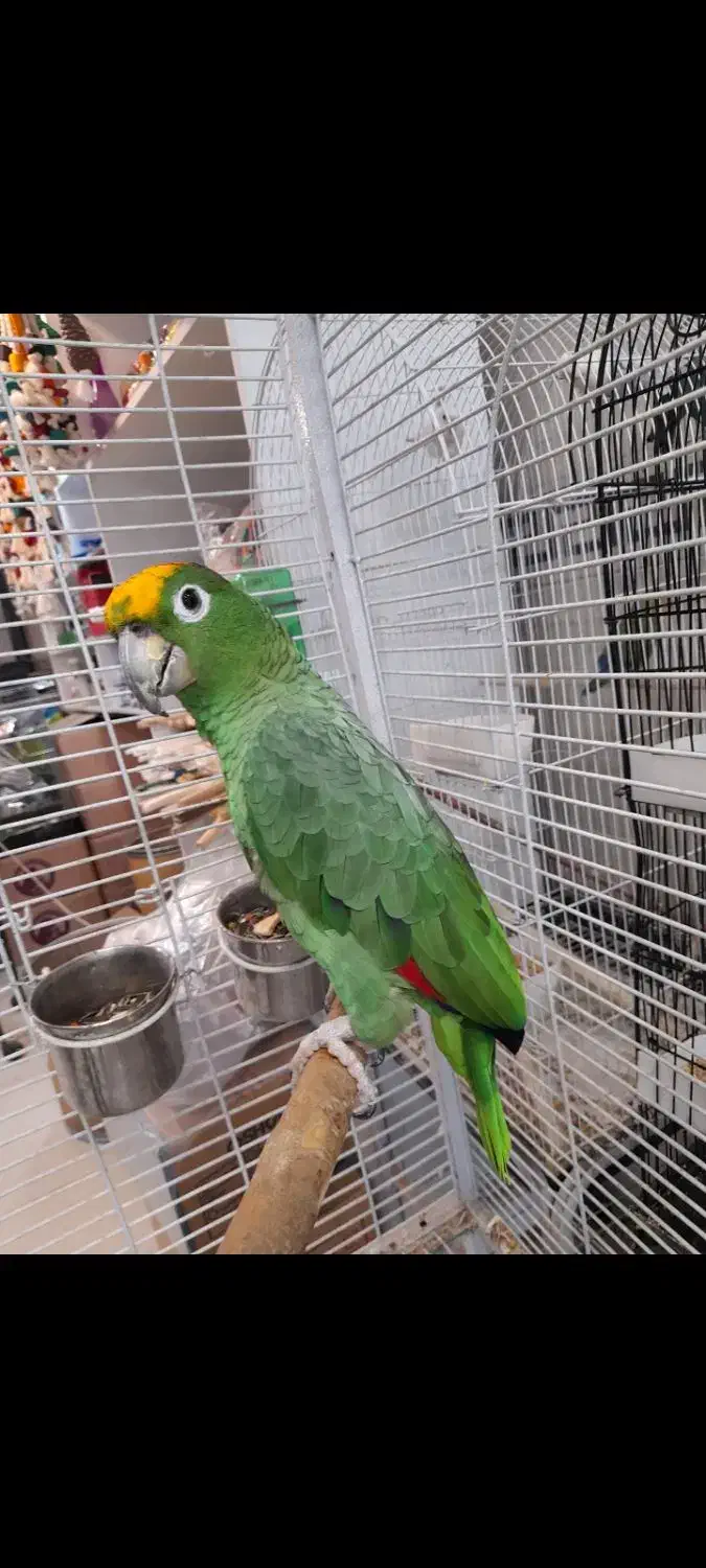 سرزمین پرندگان ققنوس|پرنده|تهران, هفت حوض|دیوار