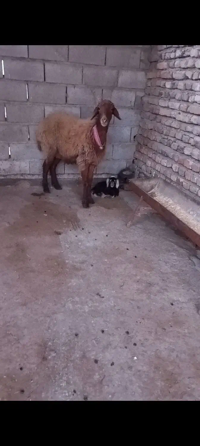 گوسفند بره دار|حیوانات مزرعه|گمیشان, |دیوار