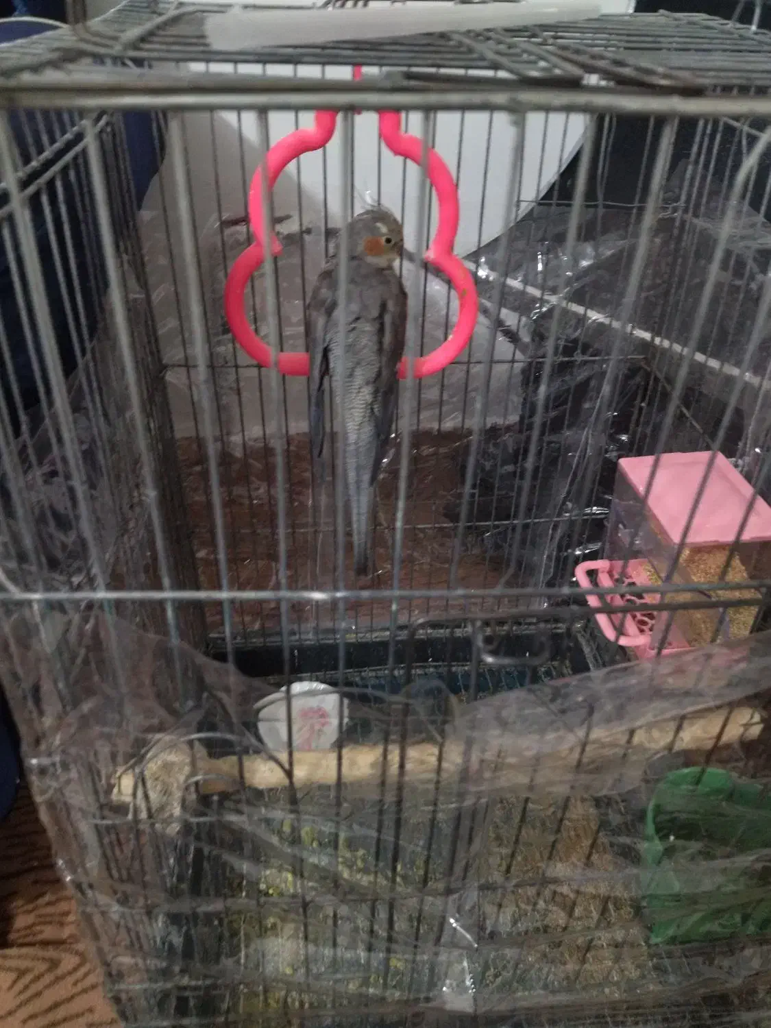 عروس هلندی|پرنده|مشهد, نوید|دیوار