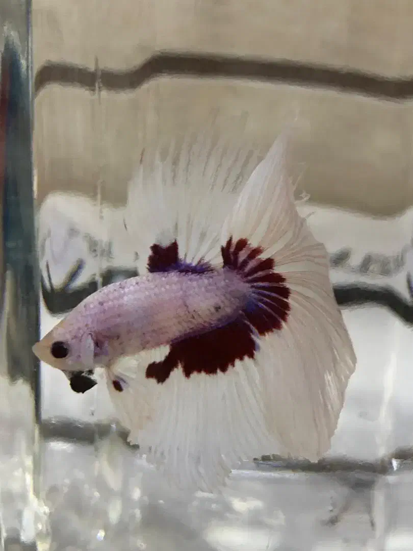 فایتر Betta|ماهی|شیراز, فرگاز|دیوار