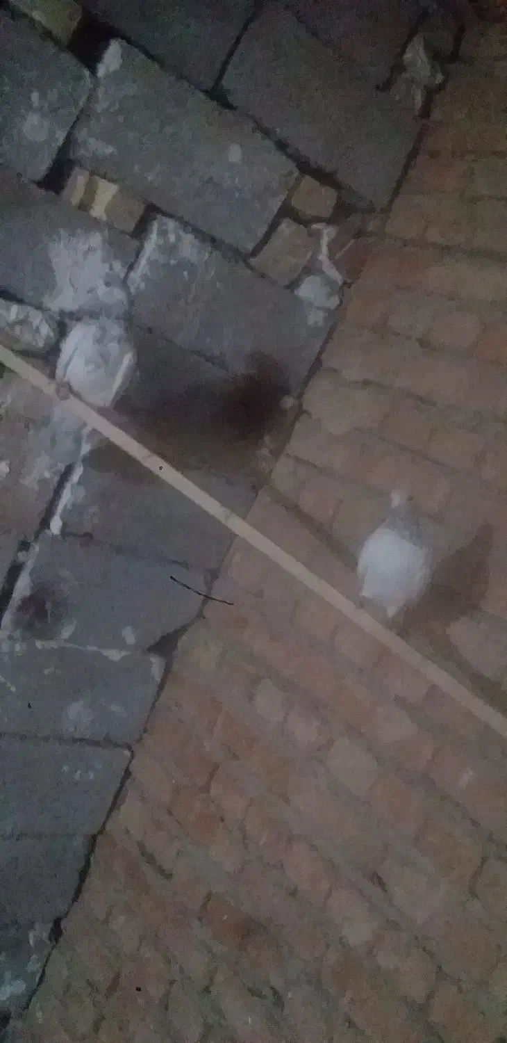 کبوتر|پرنده|دلبران, |دیوار