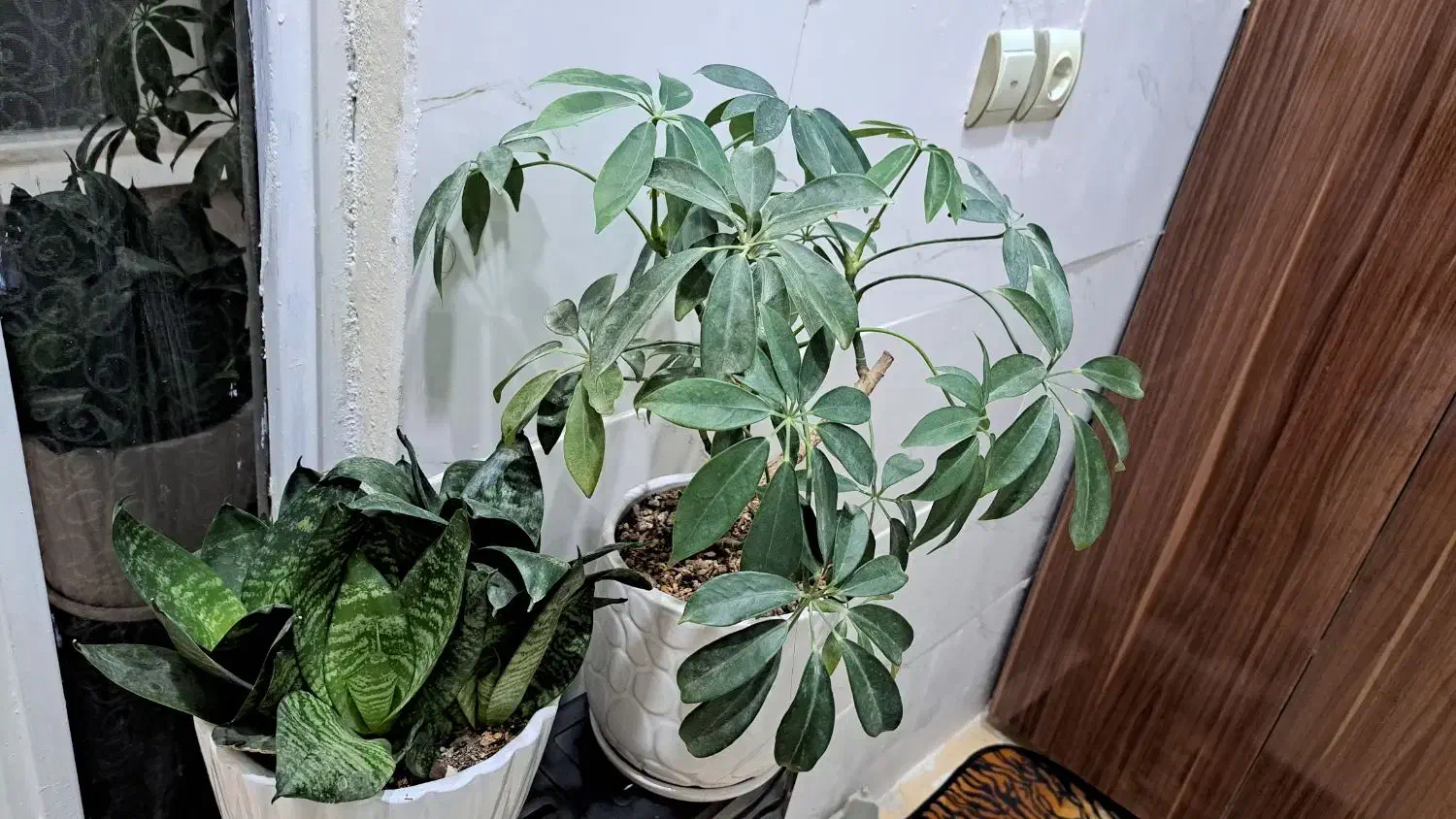 یازده عدد انواع گلهای آپارتمانی|گل و گیاه طبیعی|مشهد, شهرآرا|دیوار