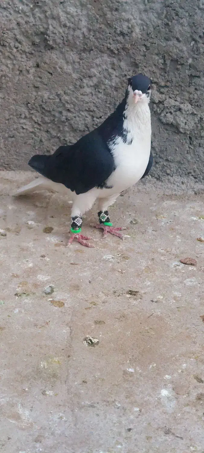 ساده کاکل|پرنده|زاهدان, |دیوار