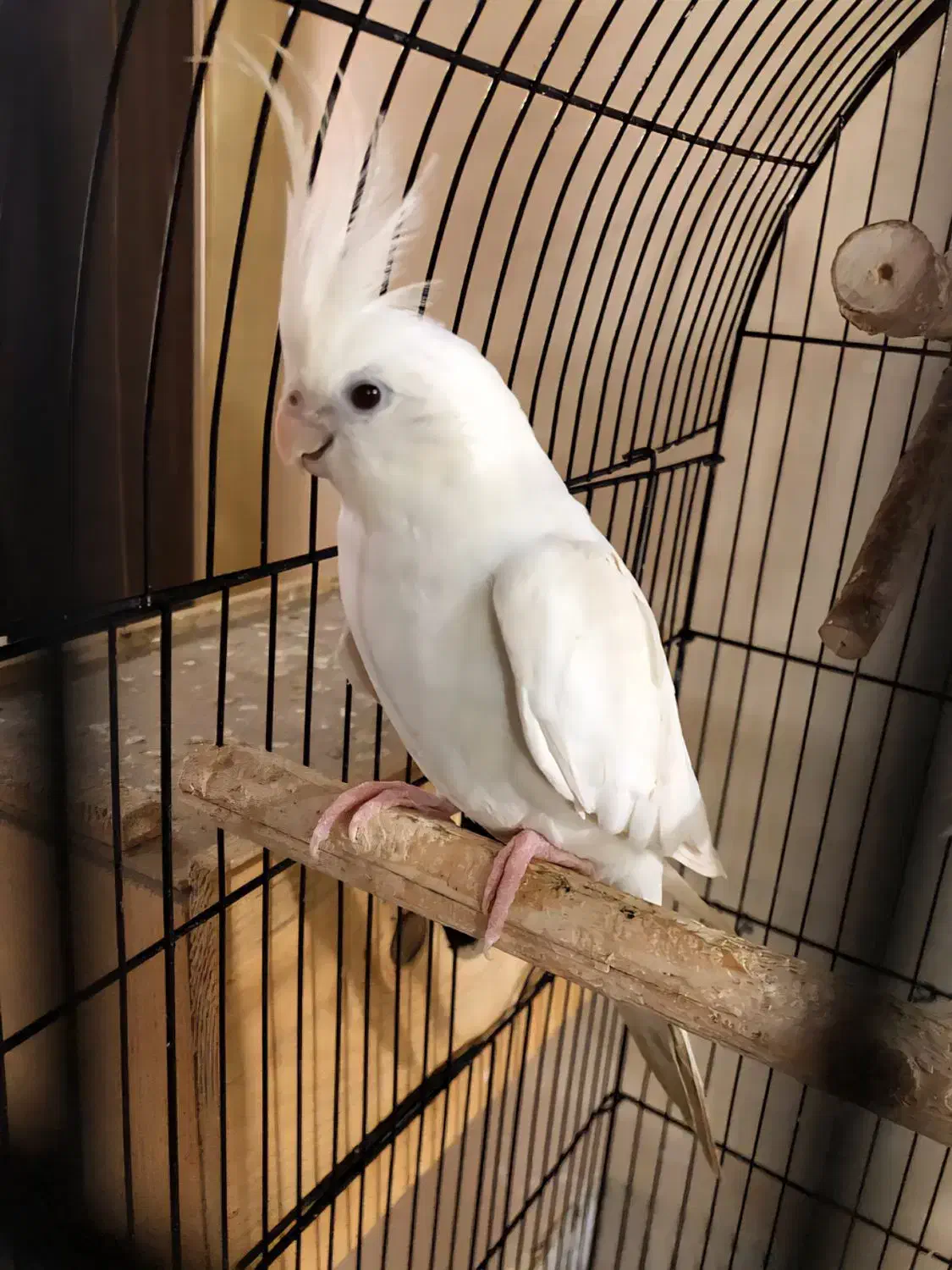 جفت عروس آلبینو|پرنده|رشت, رودباری|دیوار