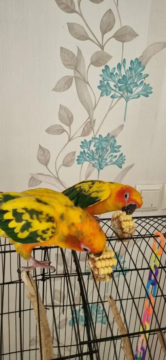 طوطی خورشیدی|پرنده|سیرجان, |دیوار