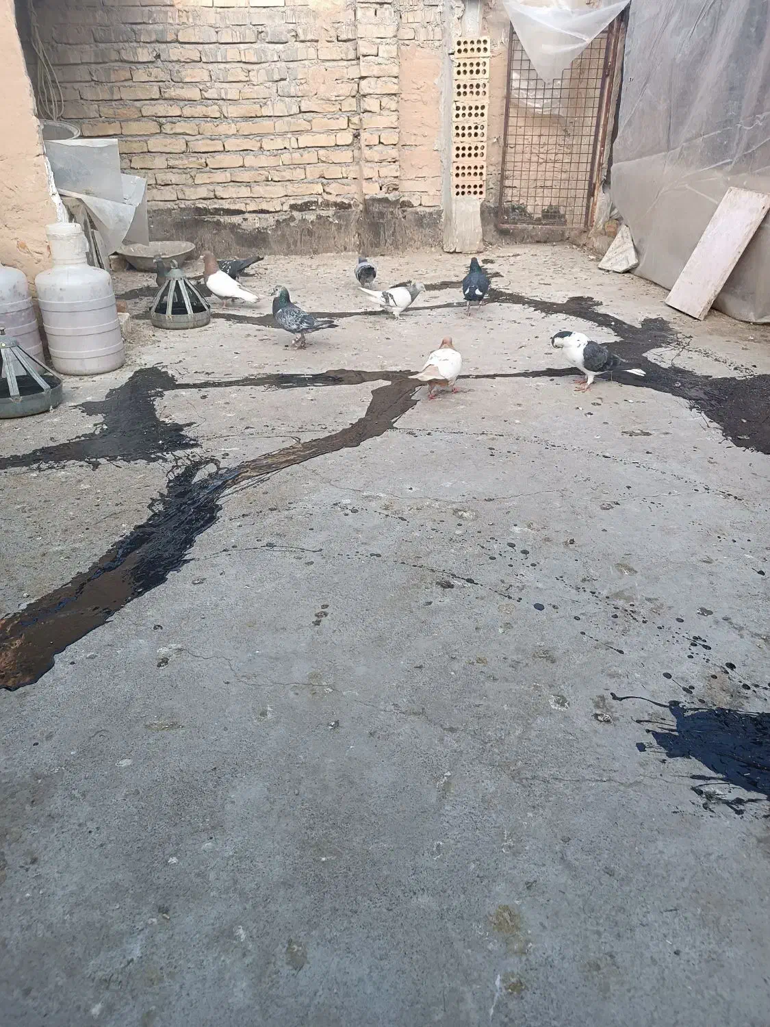 کبوتر|پرنده|مشهد, کوی ولیعصر|دیوار