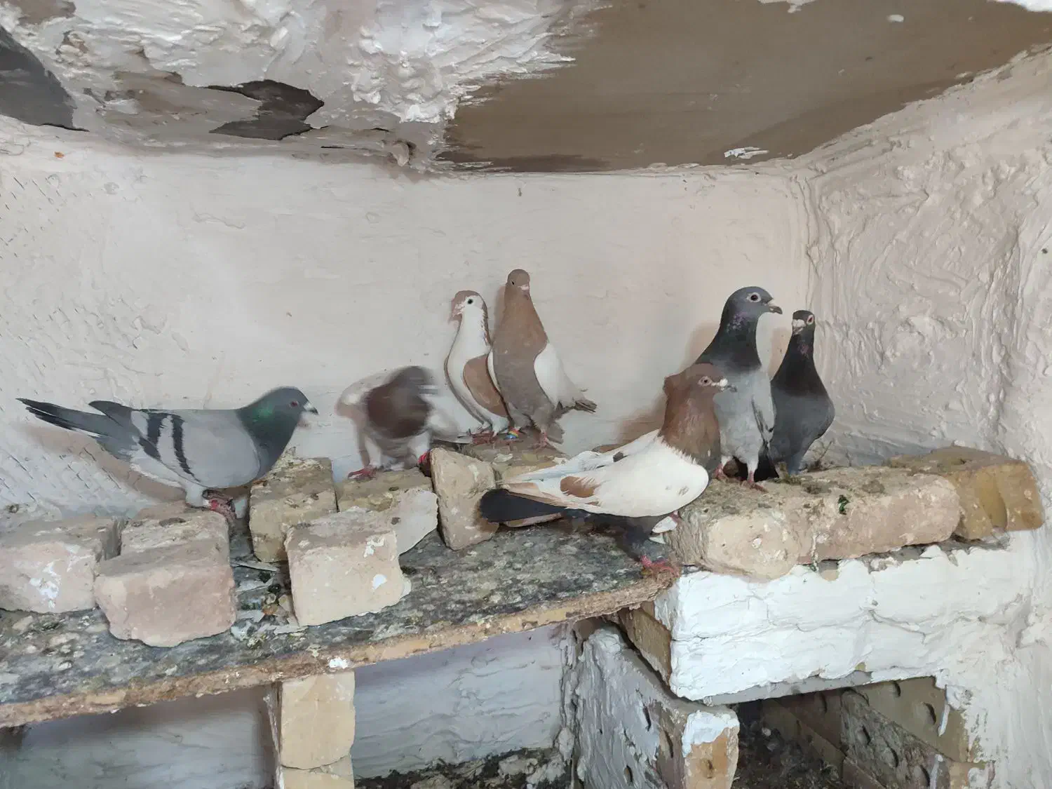 درهم|پرنده|خواف, |دیوار