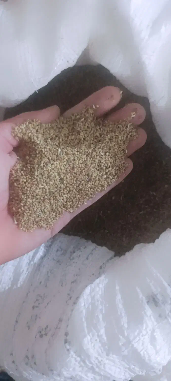 بذر یونجه|خدمات باغبانی و درختکاری|کهنوج, |دیوار