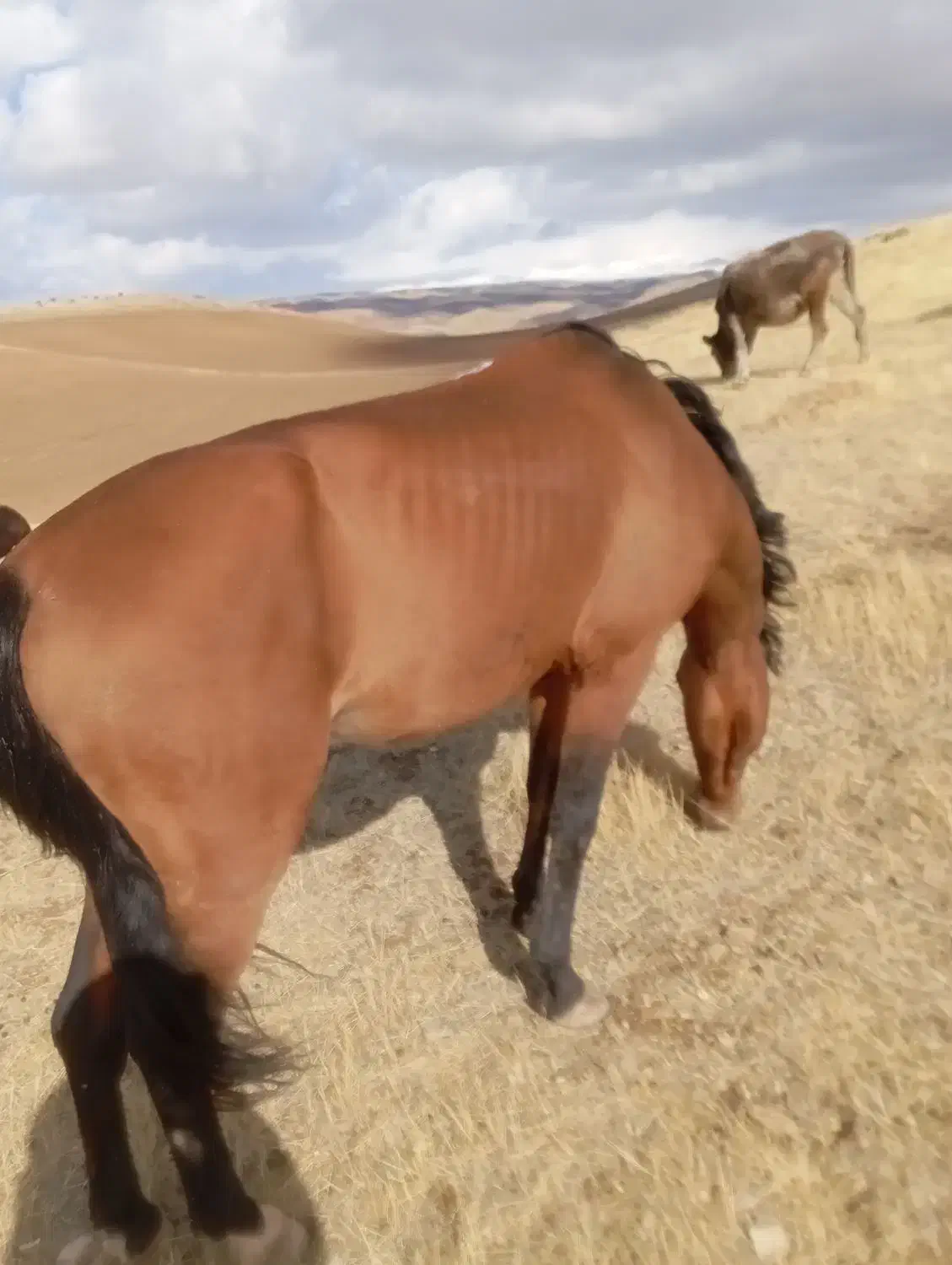 اسب نر|اسب و تجهیزات اسب‌سواری|میاندوآب, |دیوار