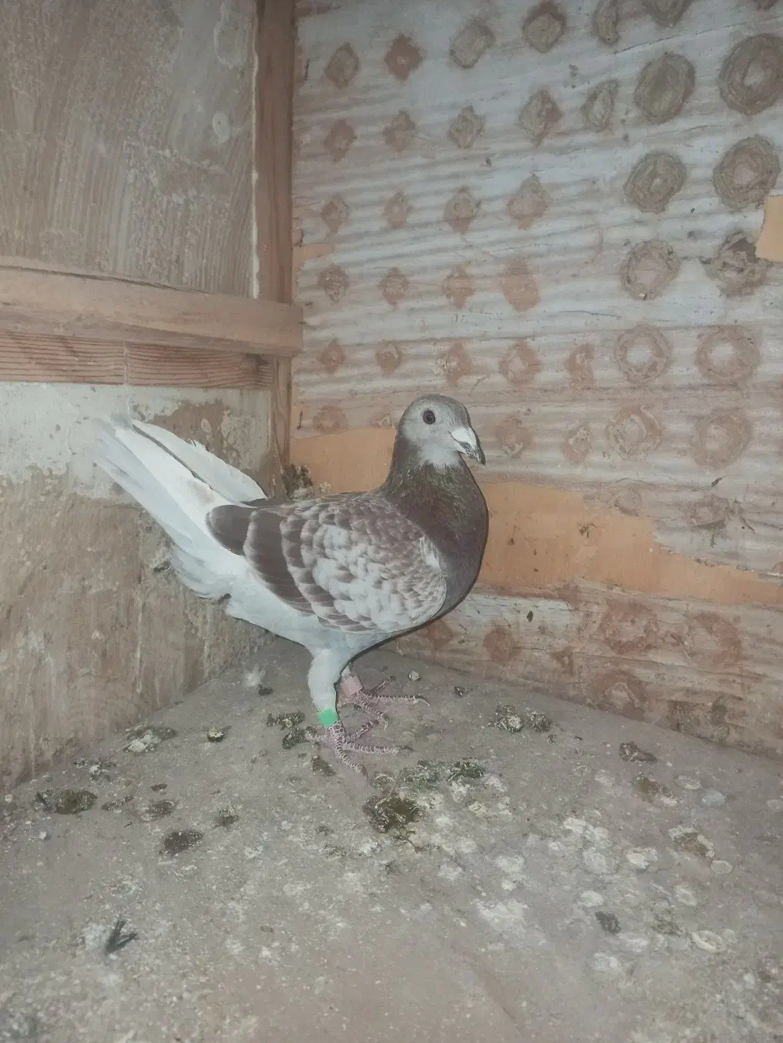 کبوتر مسافتی مایا|پرنده|اهر, |دیوار