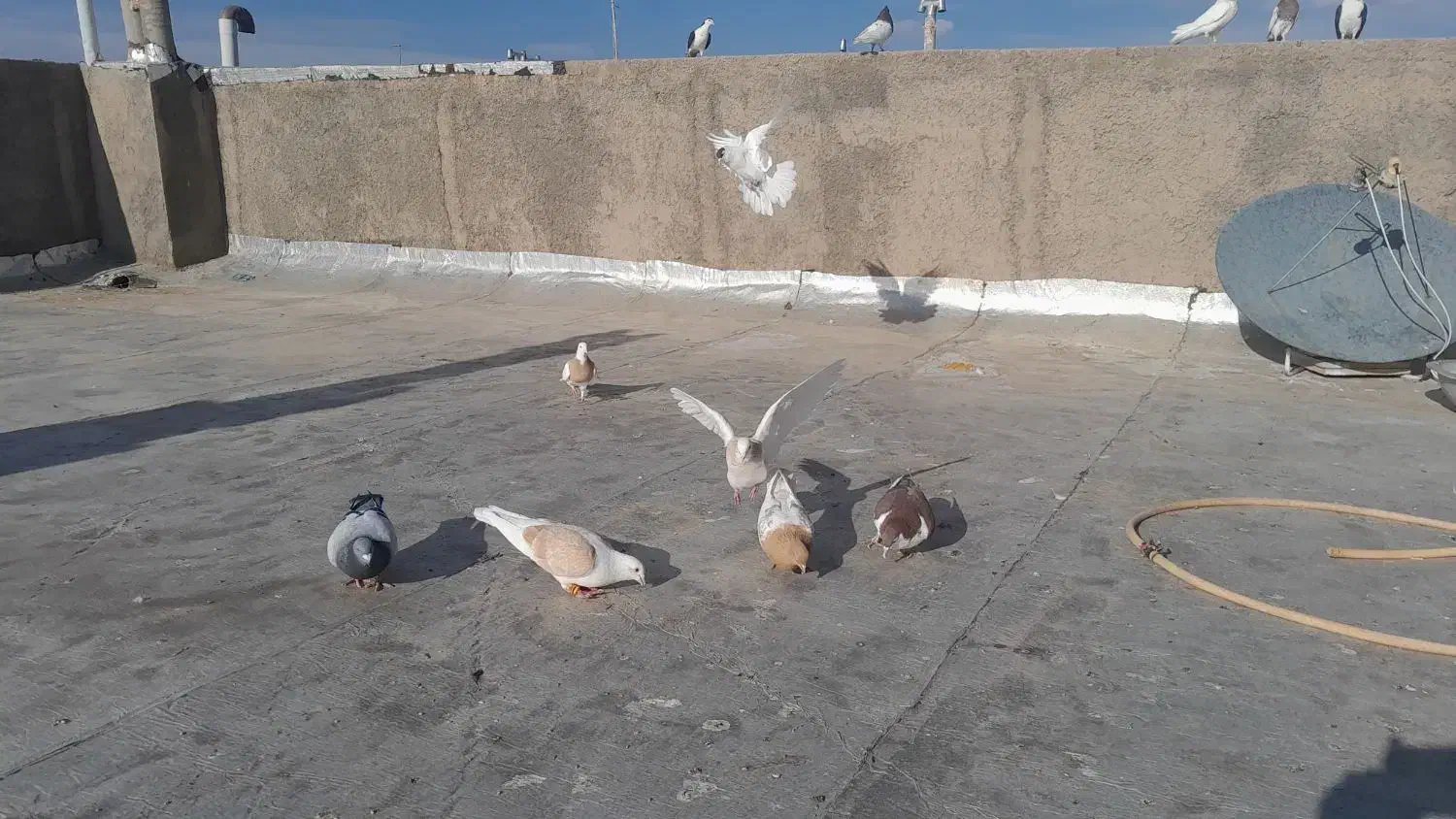 تعدادی کبوتر فروشی|پرنده|مود, |دیوار