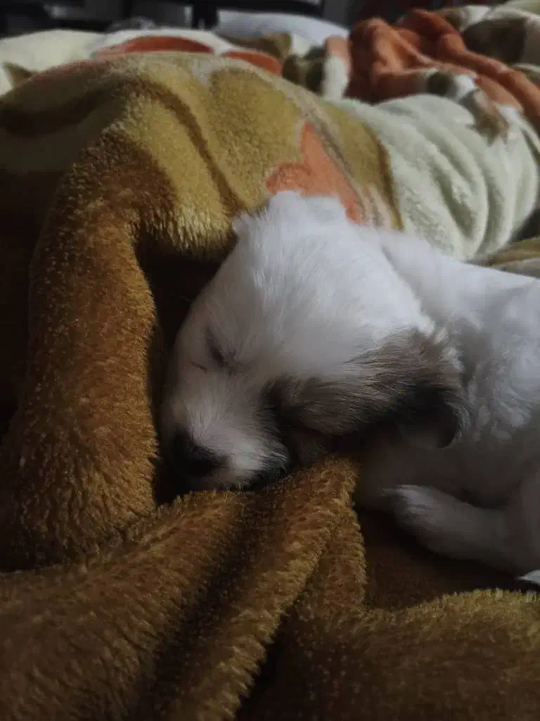 حیوان خانگی|سگ|تهران, فلسطین (میدان انقلاب)|دیوار