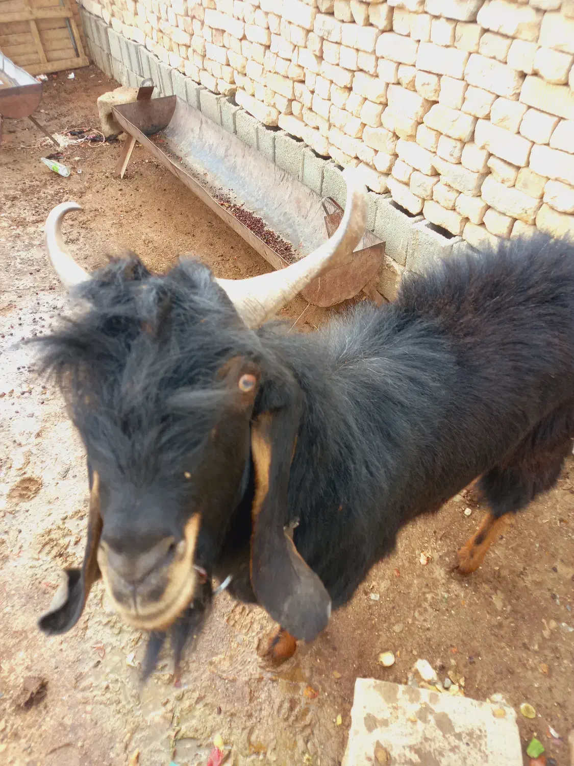 چبش نر|حیوانات مزرعه|مرودشت, مختارآباد|دیوار