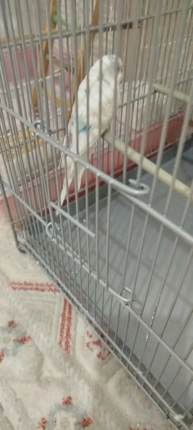 مرغ عشق با قفس سهره ای|پرنده|فردیس, فردیس|دیوار