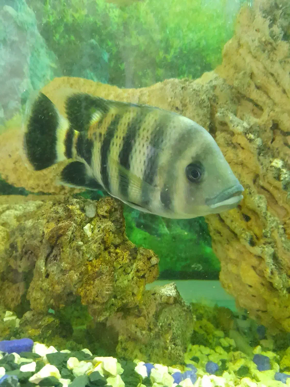 ماهی زندانی انداره کف|ماهی|اردبیل, |دیوار