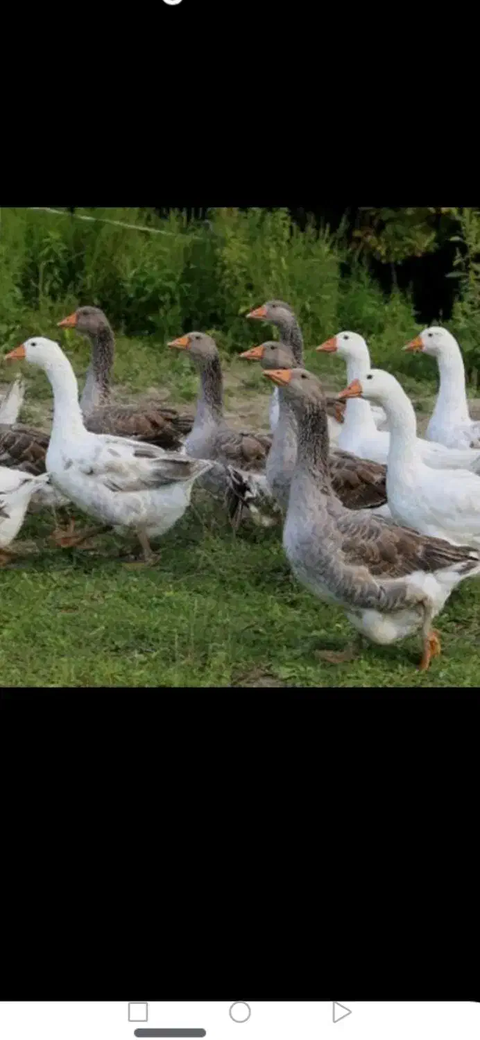 فروش غاز به صورت یکجا و عددی|حیوانات مزرعه|محمدبار, |دیوار