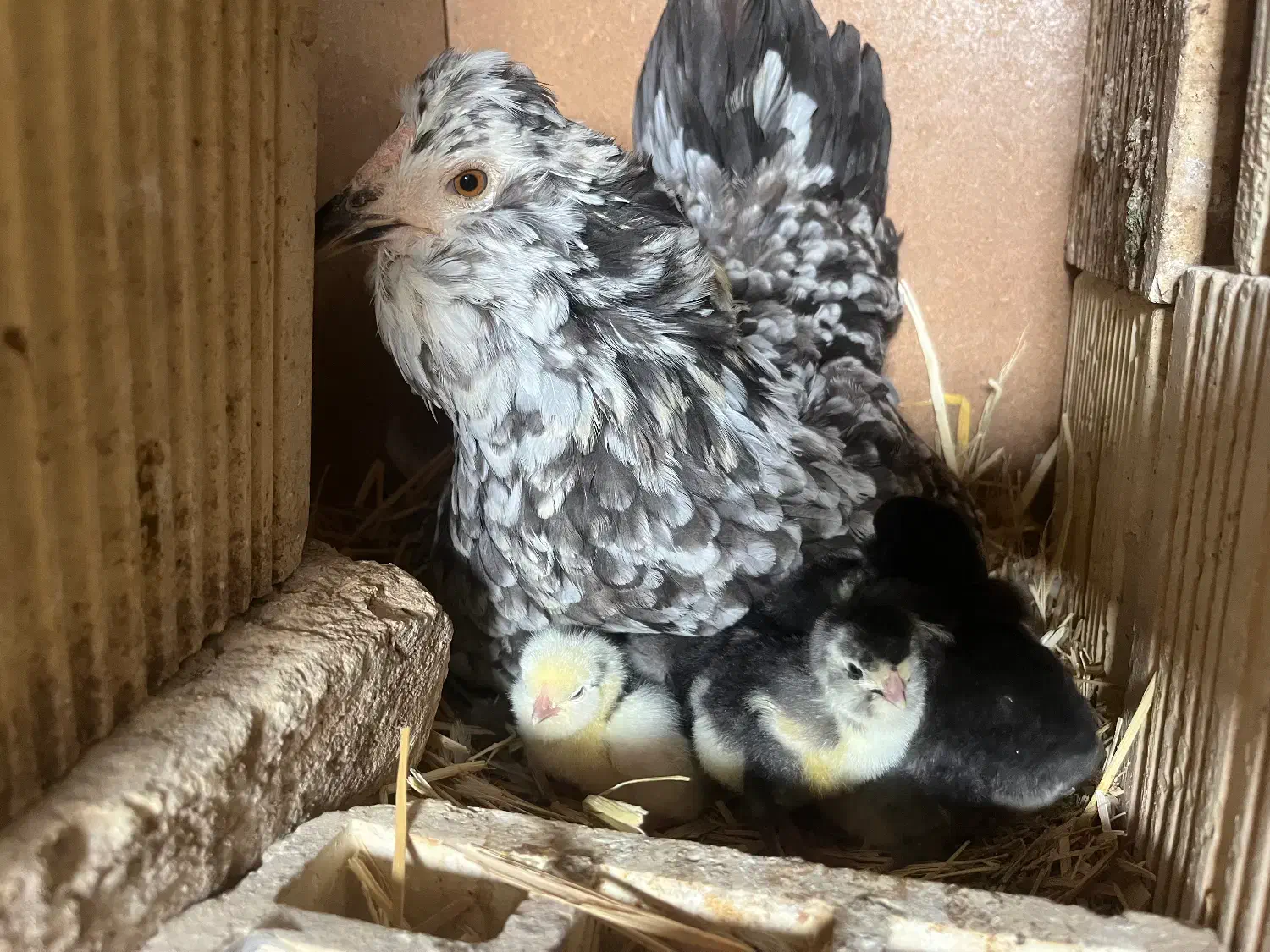 تخم مرغ گلین+جوجه گلین|حیوانات مزرعه|شهرکرد, |دیوار