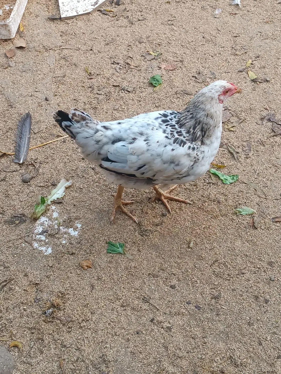 فروش مرغ و خروس شش ماهه|حیوانات مزرعه|املش, |دیوار