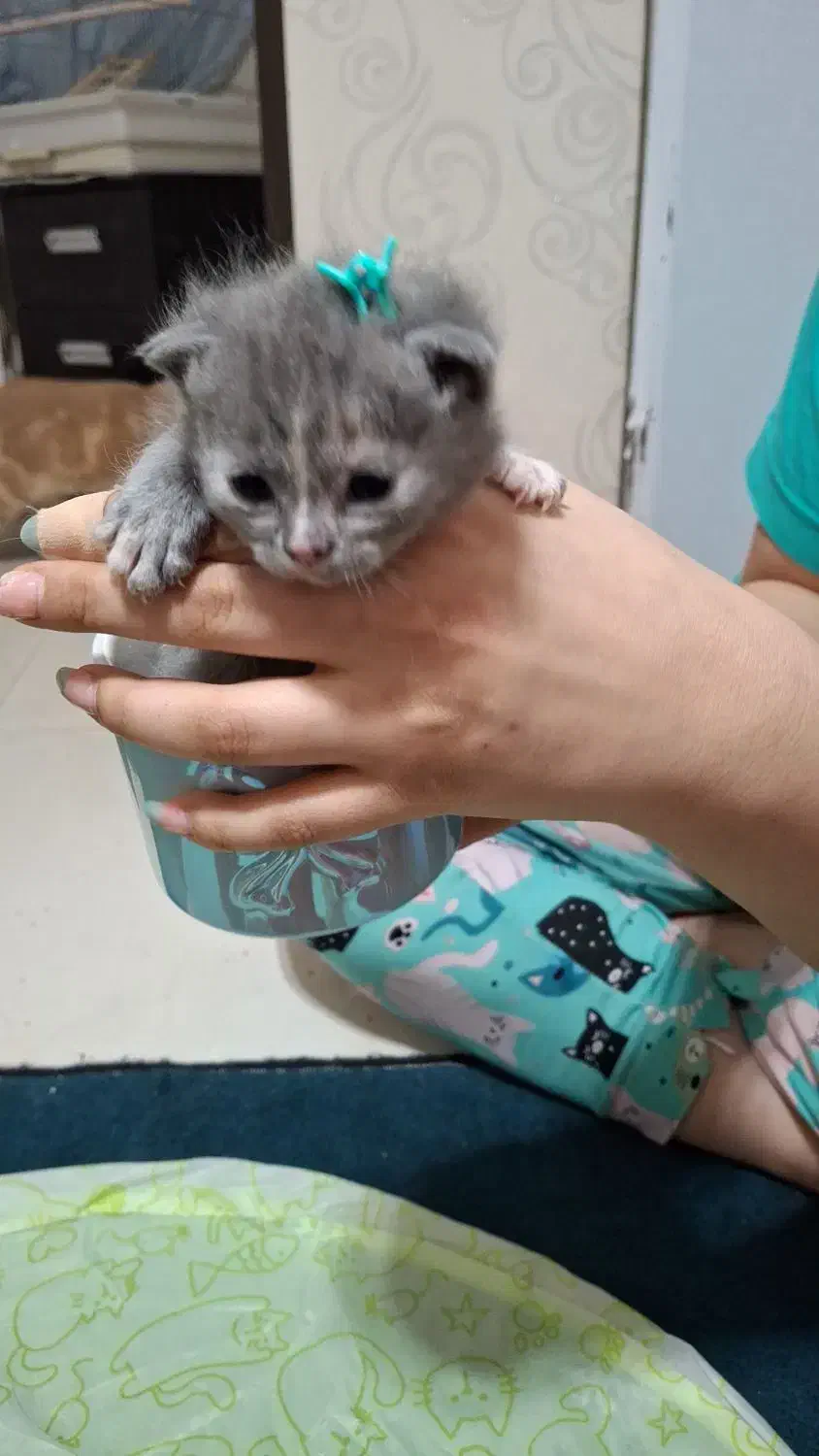 بهترین گربه های شیراز نژاد اسکاتیش( اصیل)|گربه|شیراز, شهرک گلستان|دیوار