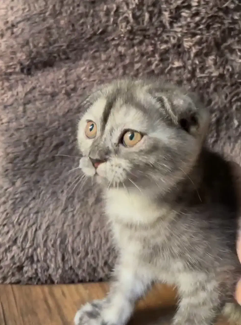 اسکاتیش پفکی|گربه|تهران, حبیب الله|دیوار