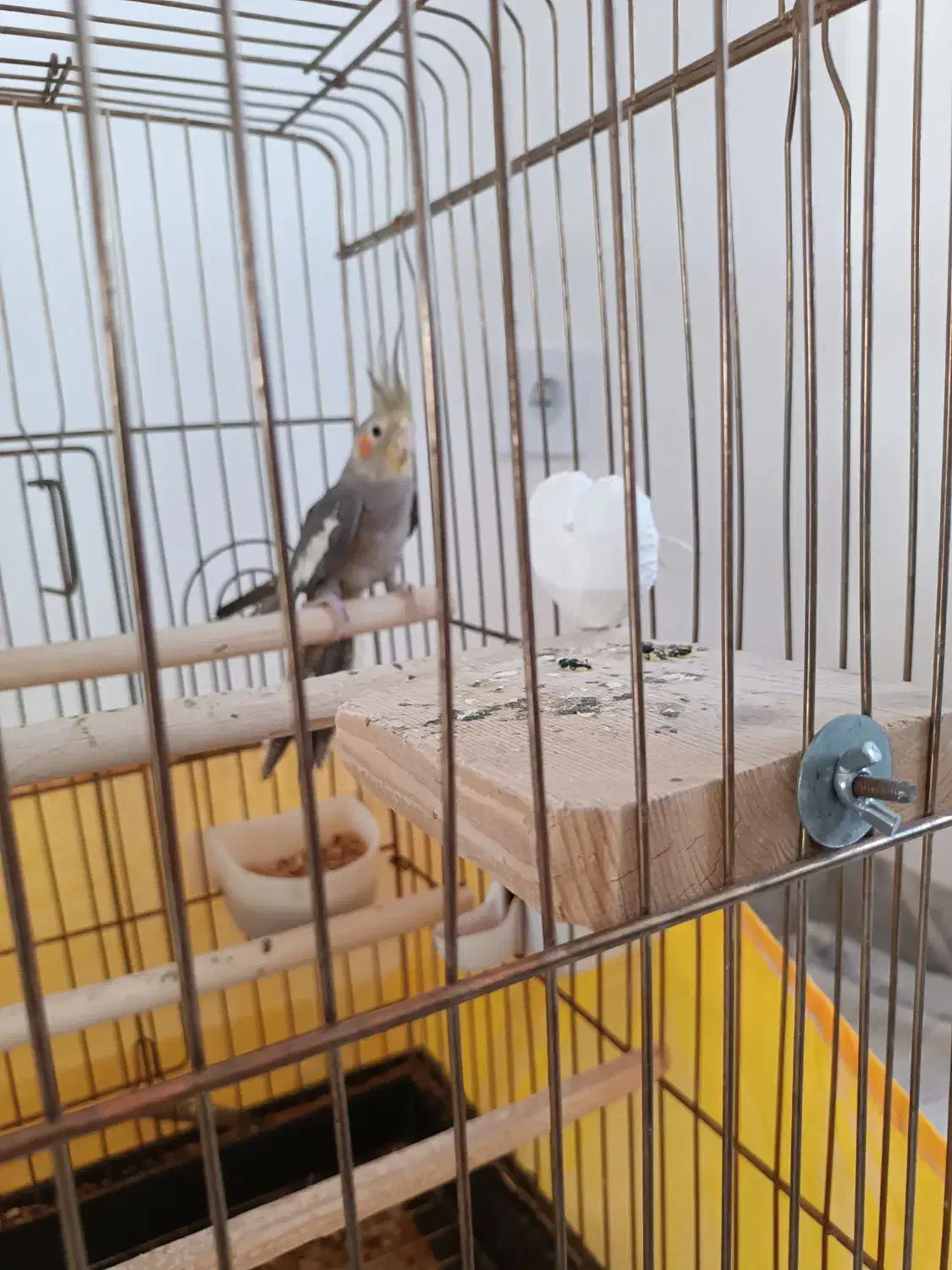 عروس هلندی سینامون|پرنده|محمدیه-قزوین, |دیوار