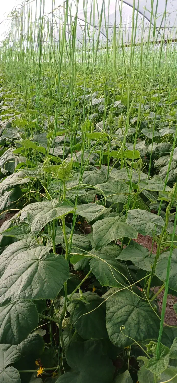 وام فرزنداول|فعالیت داوطلبانه|عنبرآباد, |دیوار