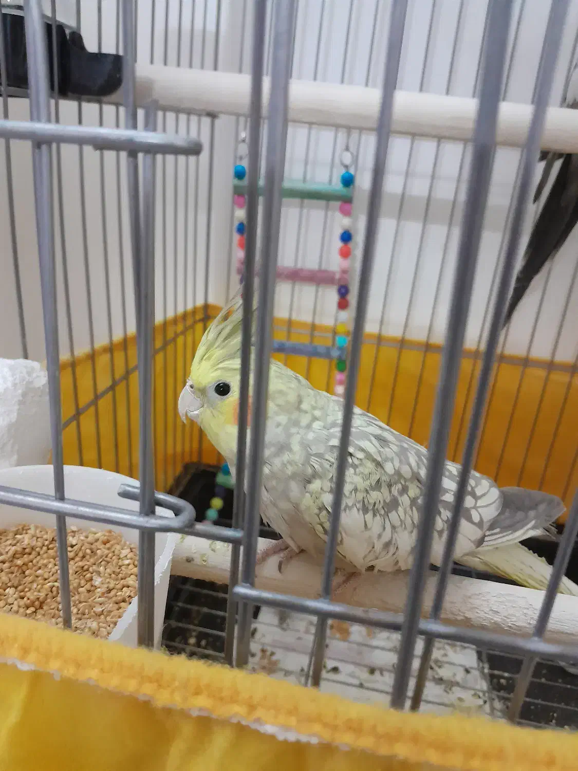 عروس هلندی ماده گل باقالی|پرنده|کوهین, |دیوار