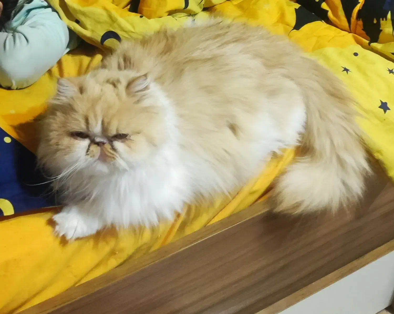 گربه ماده پرشین بالغ ۲ ساله با ۲ زایمان موفق|گربه|تهران, جنت‌آباد شمالی|دیوار