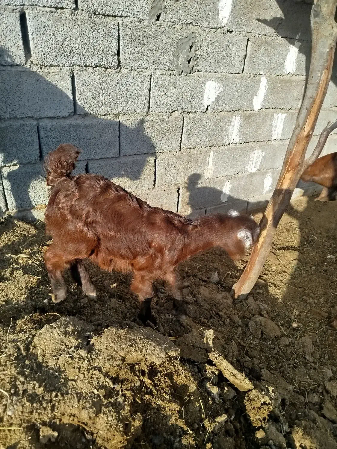 بز گیسه|حیوانات مزرعه|جیرفت, |دیوار