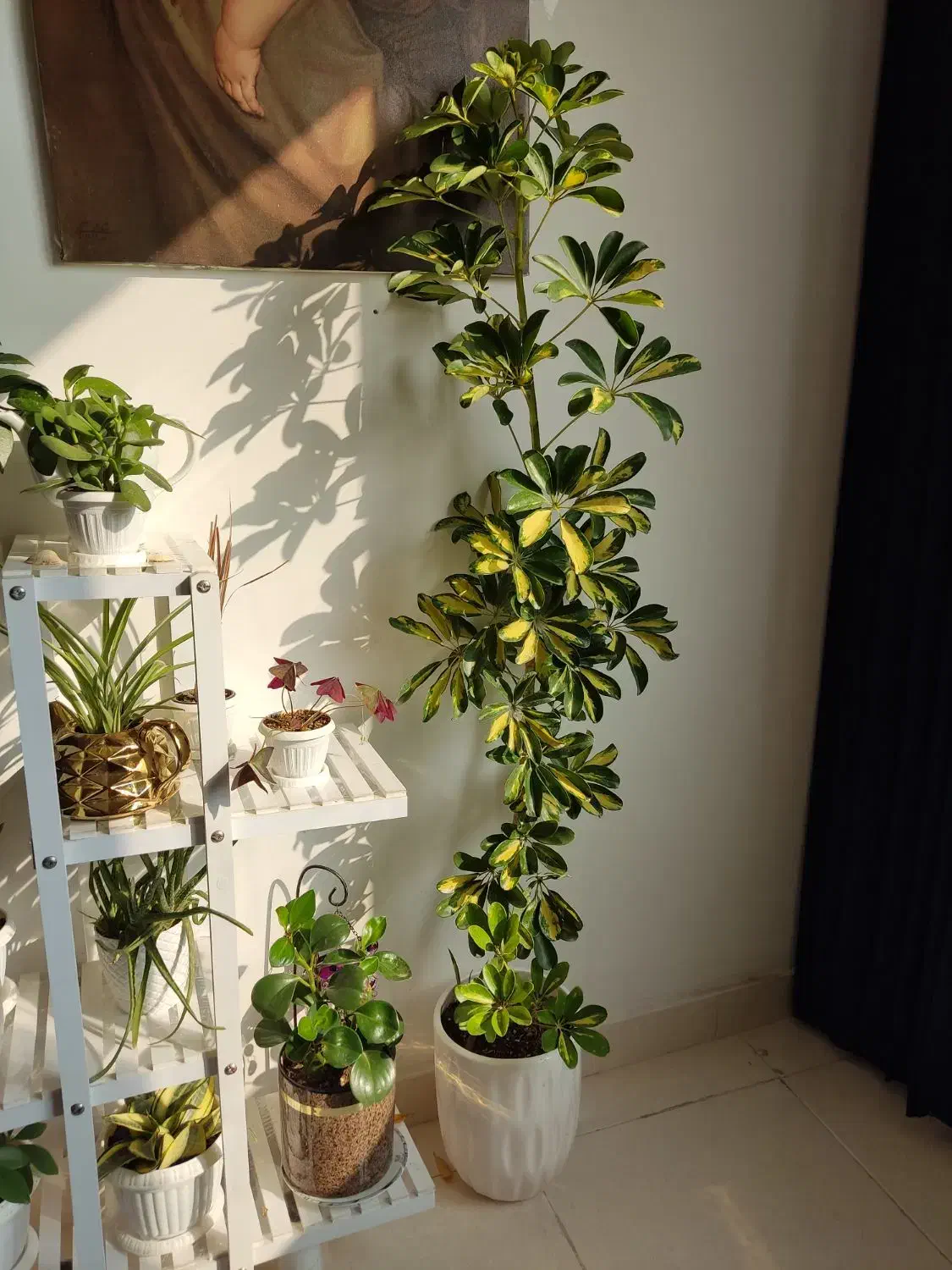 شفلرای ابلق با گلدان سرامیک|گل و گیاه طبیعی|ارومیه, |دیوار