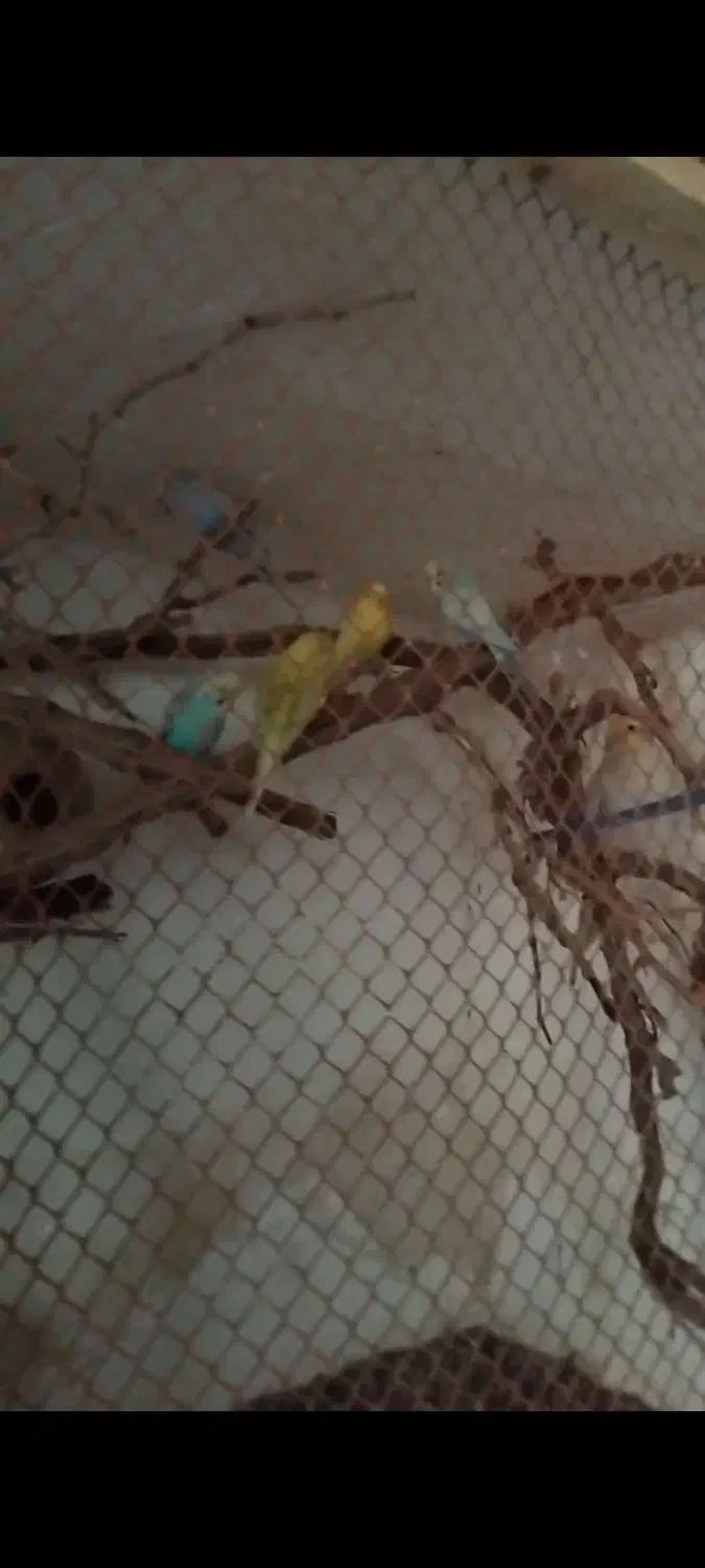 چند جفت مرغ عشق روی تخم|پرنده|بردسکن, |دیوار