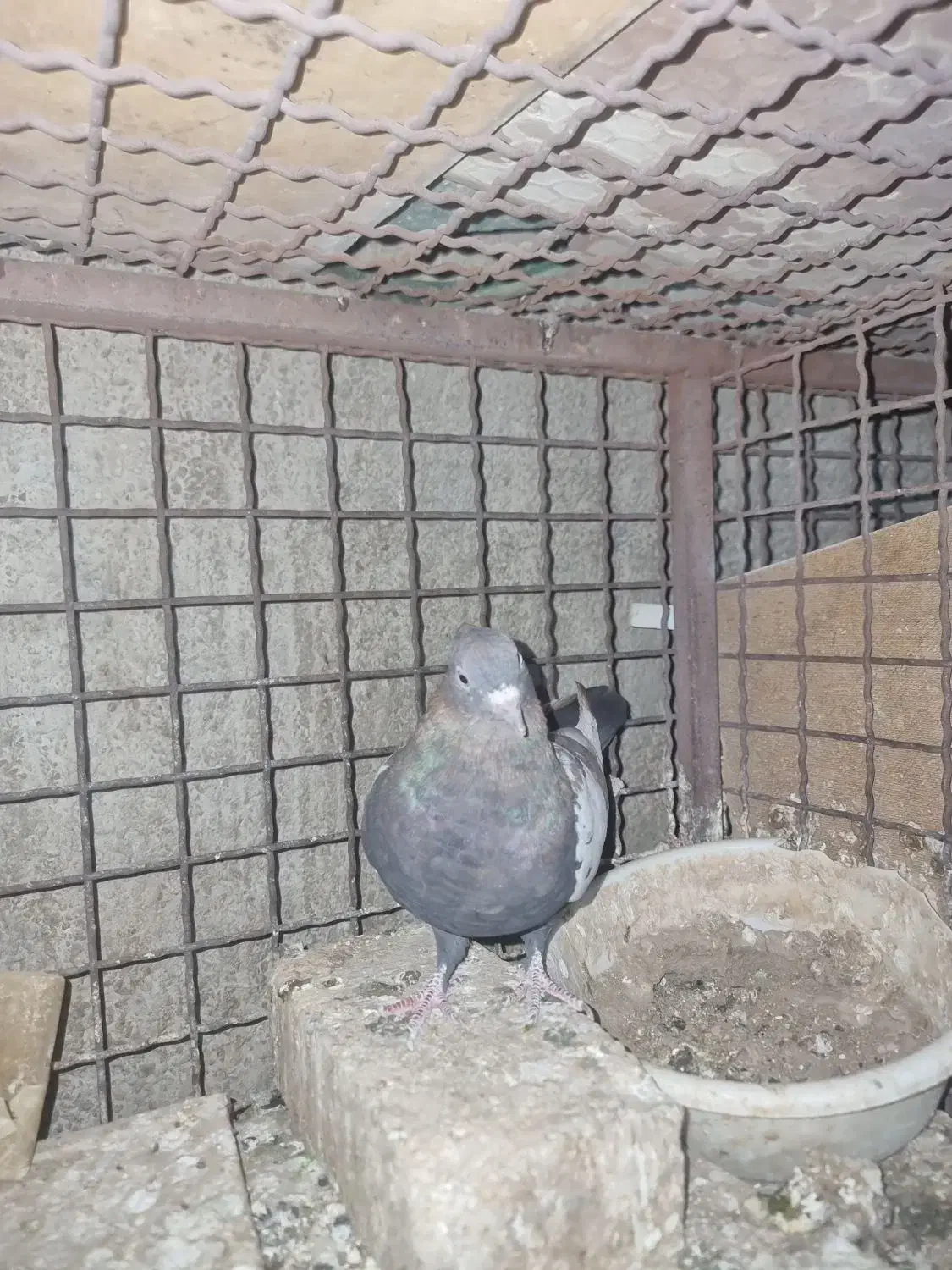 ماده سینه ای|پرنده|یزد, |دیوار