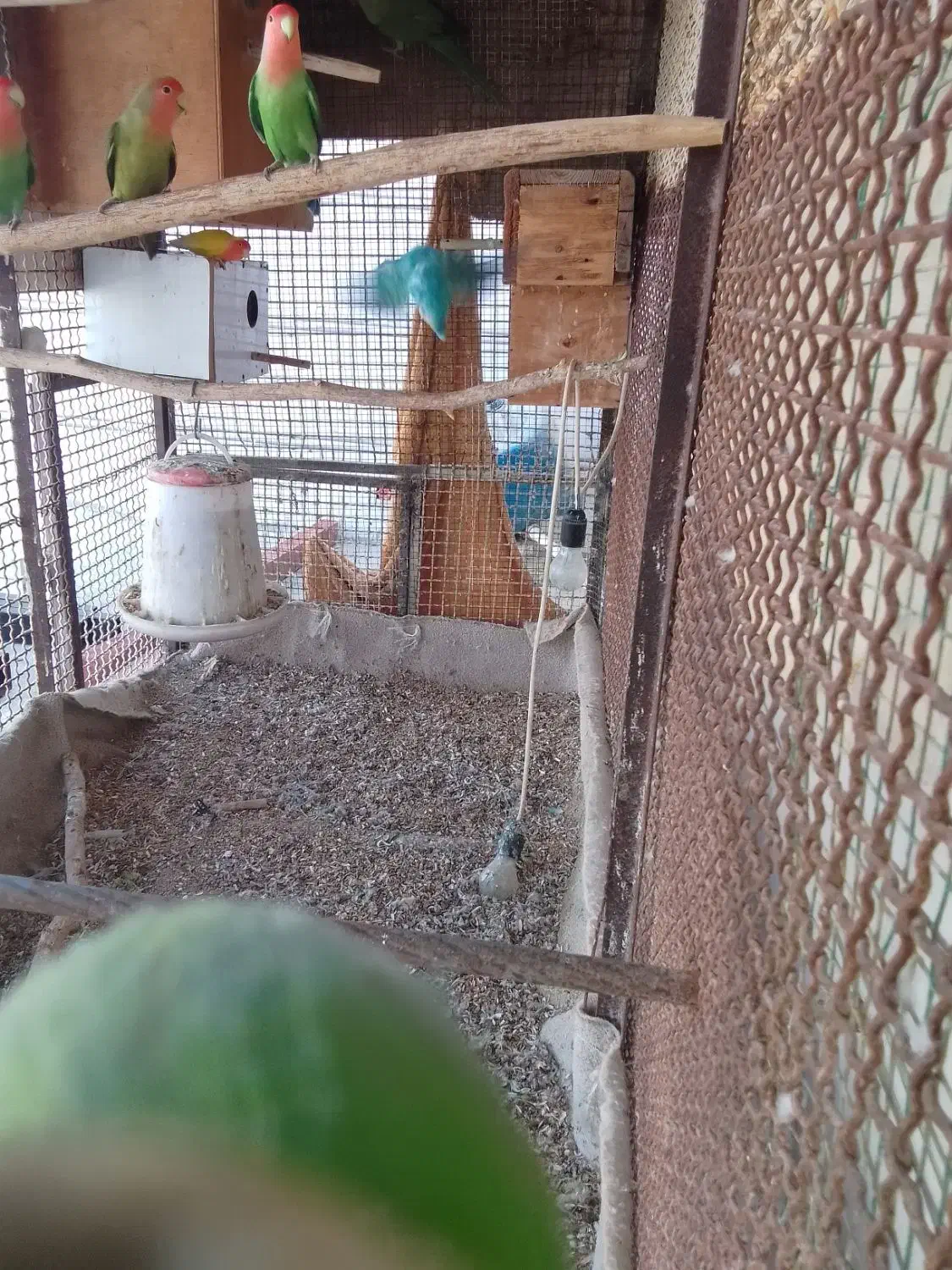 ملنگو دستی و کوتولی|پرنده|قشم, |دیوار