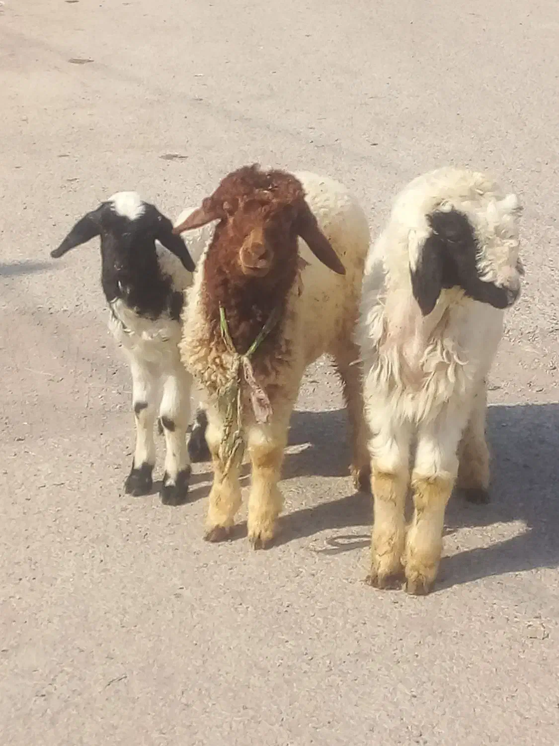 بره|حیوانات مزرعه|اهواز, امانیه|دیوار