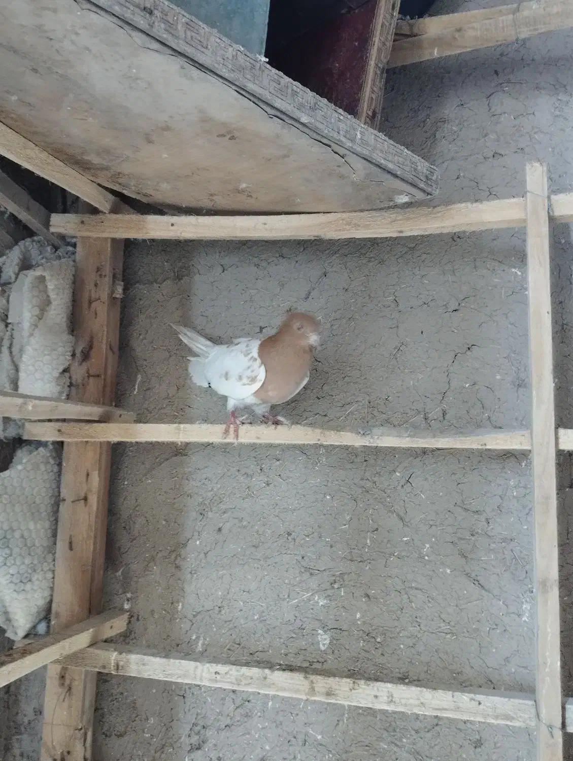 کبوتر رنگی بازی دار|پرنده|ملکان, |دیوار