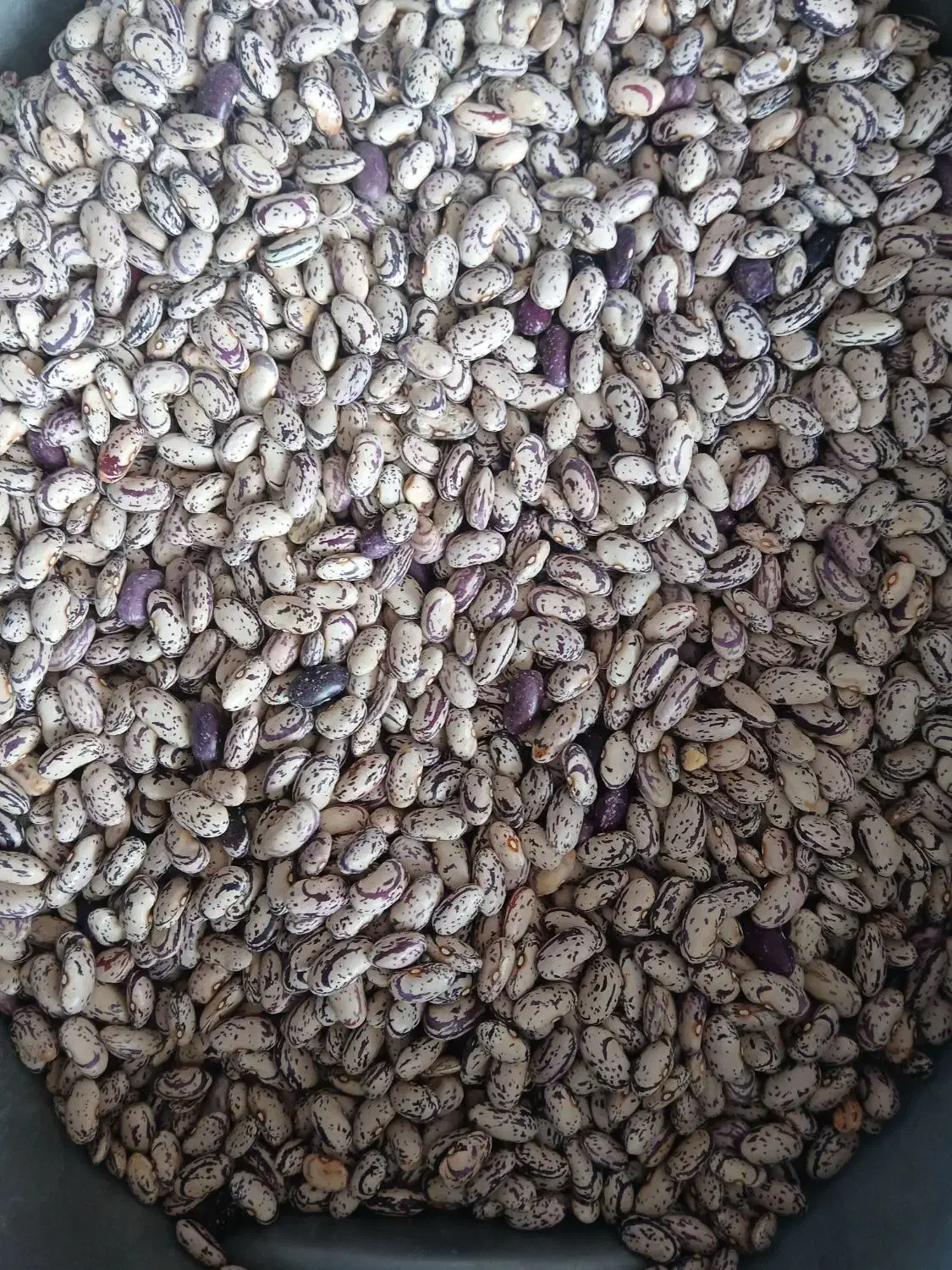 ماش تازه امسال|خوردنی و آشامیدنی|صومای برادوست, |دیوار