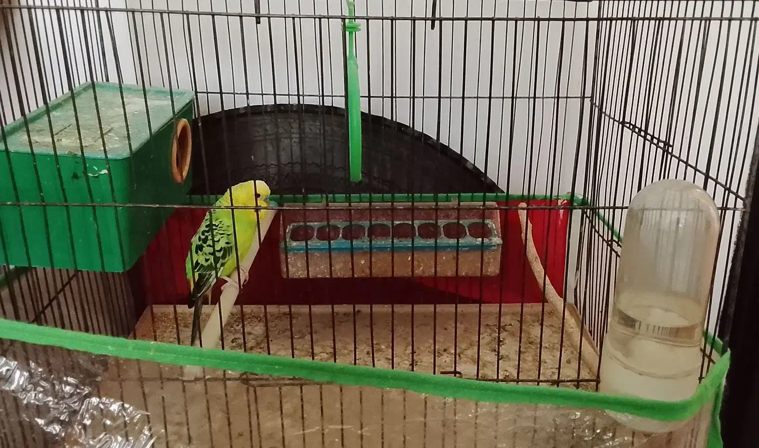 مرغ عشق وقفس|پرنده|میانه, |دیوار