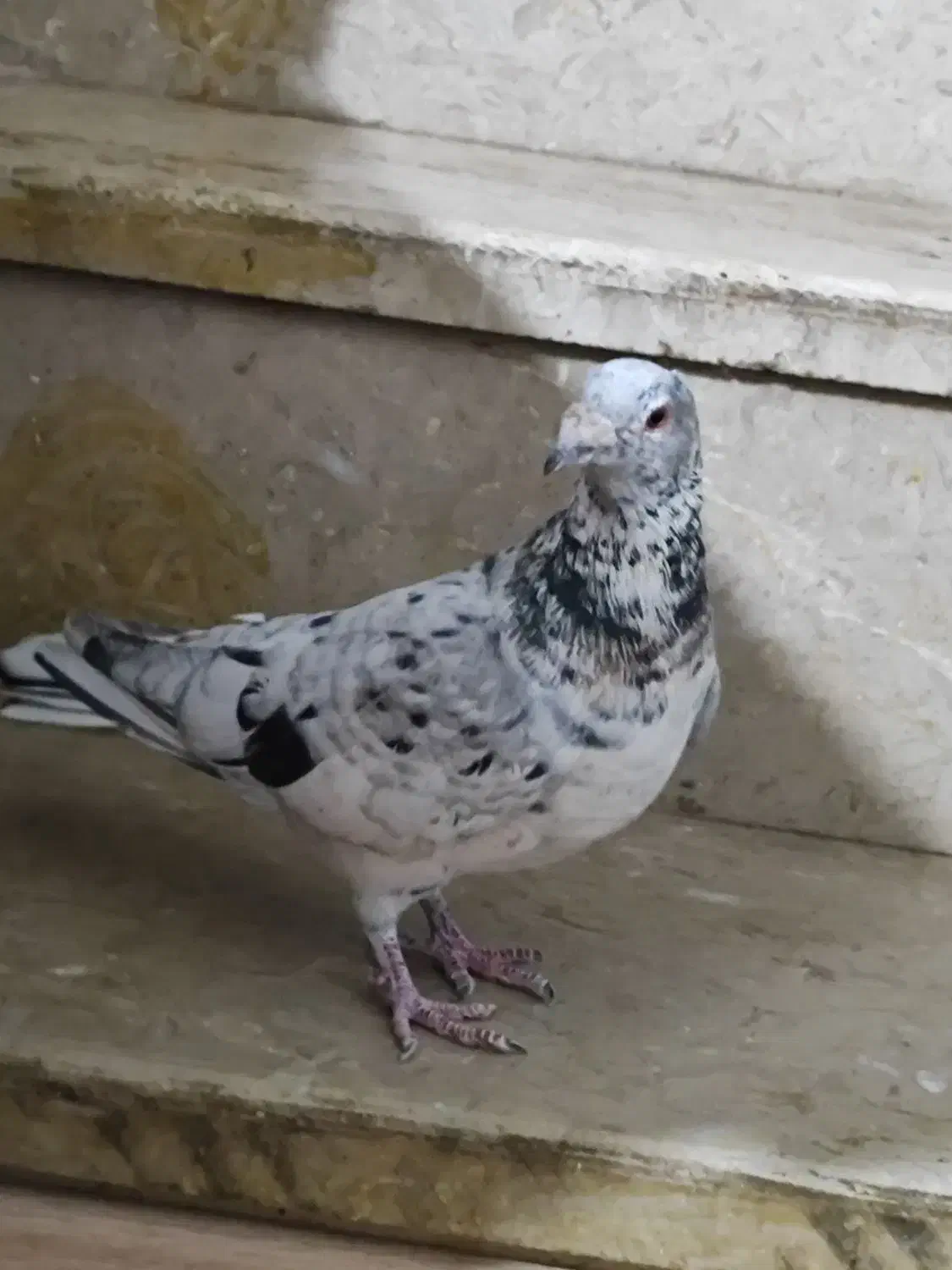 کبوتر|پرنده|شیراز, سعدیه شمالی|دیوار