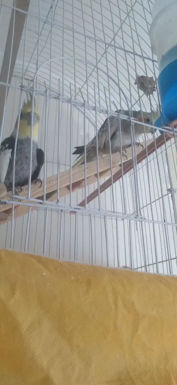 عروس هلندی برافروش بعلت نداشتن وقت|پرنده|داران, |دیوار