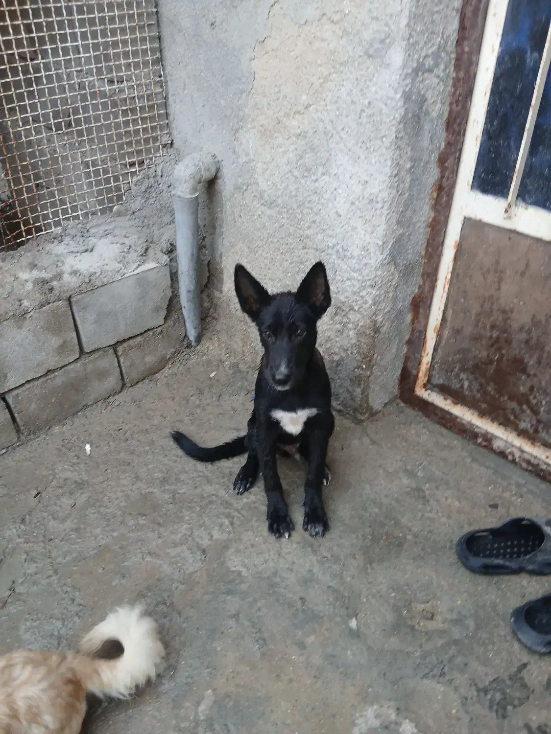 سگ مالینیوزبلک|سگ|قشم, |دیوار